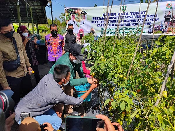Tak sia-sia Supriyanto petani Alam Salju Kelurahan Pasir Putih Kecamatan Mentawa Baru Ketapang Kabupaten Kotawaringin Timur (Kotim) mengeluarkan modal sekitar Rp 96 juta