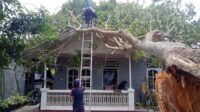 Waspada Angin Kencang Tumbangkan Pohon Depan Rumah