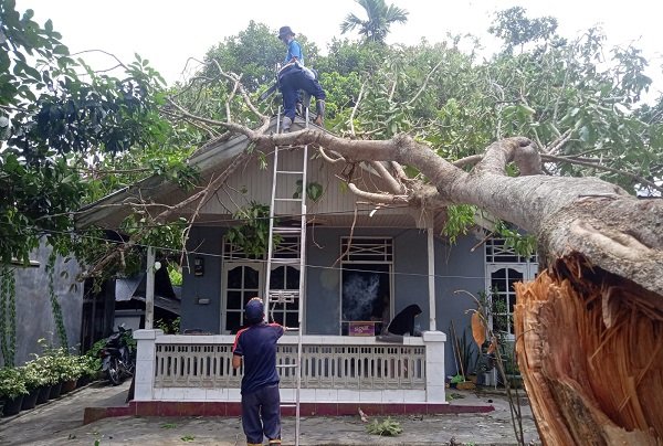 Waspada Angin Kencang Tumbangkan Pohon Depan Rumah