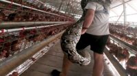 Ular Piton Teror Peternakan Ayam Petelur di Purbasari