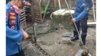 Ular piton masuk ke permukiman di kawasan Jalan Bangaris VII Palangka Raya
