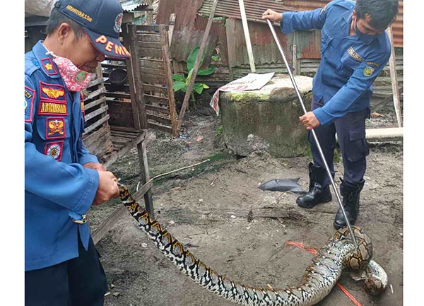 Ular piton masuk ke permukiman di kawasan Jalan Bangaris VII Palangka Raya
