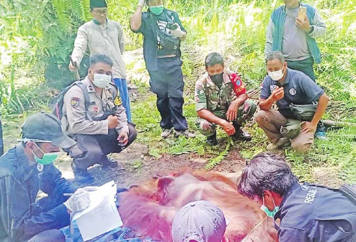 Dinyatakan Sehat Orangutan Dari Bedaun Dilepasliarkan