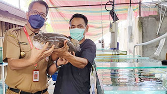 Ikan Tapah Kalteng Diekspor ke Malaysia