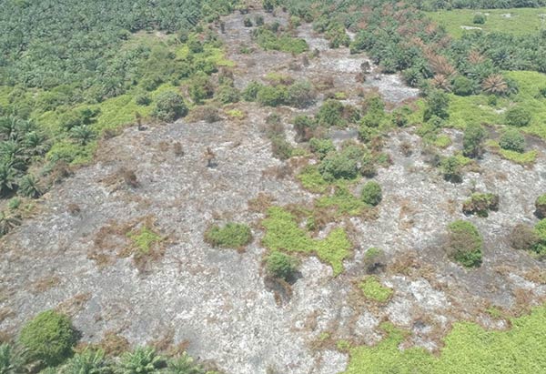 Guna memastikan api yang membakar hutan dan lahan benar-benar padam