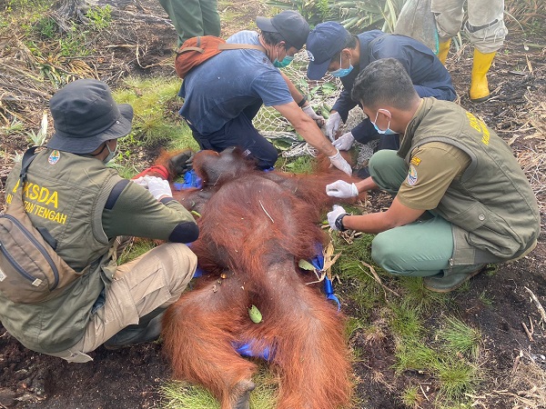 Orangutan Mengamuk Saat Dilepasliarkan
