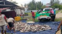 Laut Jawa Bersahabat Nelayan Pesisir Kumai Panen Ikan Melimpah