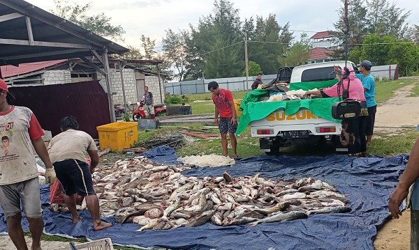 PANEN IKAN 2 Laut Jawa Bersahabat Nelayan Pesisir Kumai Panen Ikan Melimpah