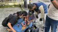 Ia menjadi kurir sekaligus pengedar narkotika jenis sabu hingga membuatnya berurusan dengan aparat kepolisian