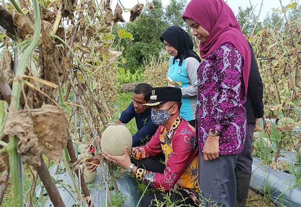 PETANI-MILENIAL kelurahan pasir putih,melon,Dengan lahan seadanya petani muda milenial Kelurahan Pasir Putih Kecamatan Mentawa Baru Ketapang