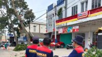 Waspada Serangan Cuaca Ekstrem Damkar Tebangi Pohon Rawan Tumbang