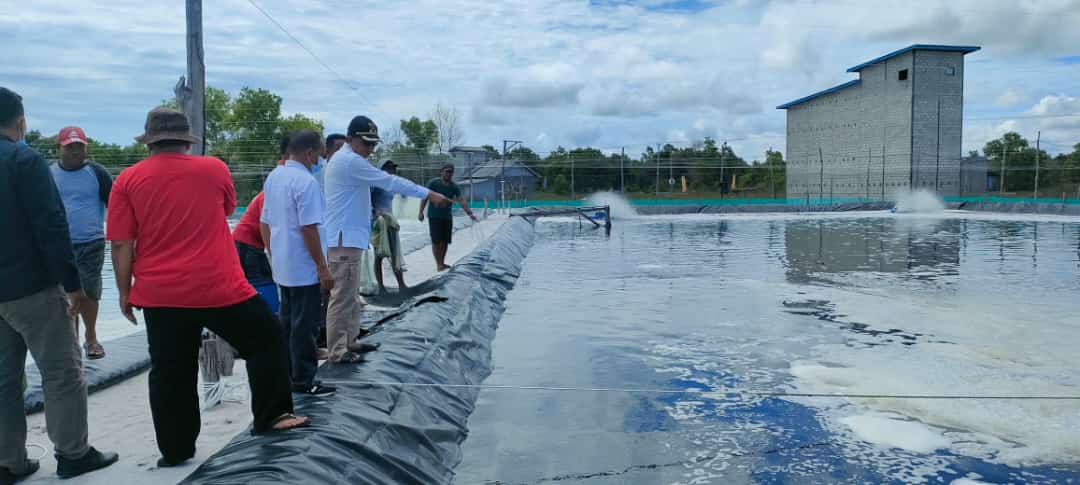 udang vaname,pantai lunci,tambak udang vaname,Pemdes Sungai Damar Bangun Klaster Tambak Udang Vaname