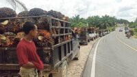 Antrean kendaraan pengangkut kelapa sawit