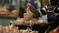 Pasokan Ayam Potong Selama Ramadan