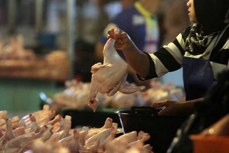 AYAM Pasokan Ayam Potong Selama Ramadan