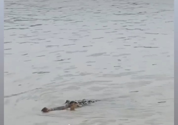 Ngabuburit Sambil Nonton Buaya