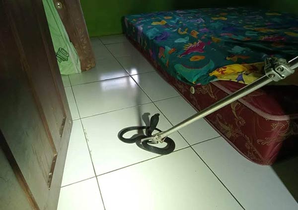 Ular kobra (Naja Sputatrix) sepanjang 1 meter nyaris mencelakai Aurel