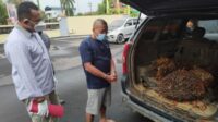 Mencuri buah kelapa sawit,Curi Sawit Perusahaan