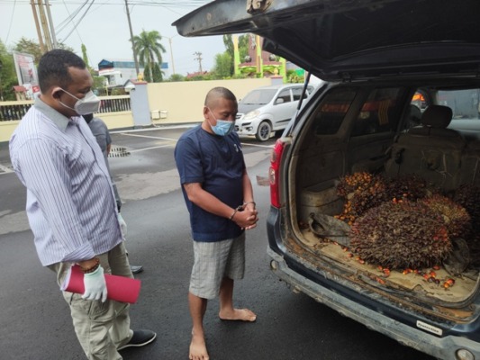 Mencuri buah kelapa sawit,Curi Sawit Perusahaan
