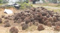 Kepolisian Resor (Polres) Gunung Mas (Gumas) menangkap sembilan warga dengan tuduhan melakukan pencurian buah kelapa sawit di lahan perusahaan