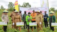 Bupati Kotim Halikinnor saat menghadiri panen buah semangka