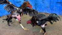 ILUSTRASI SABUNG AYAM