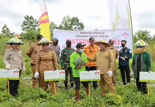 Bupati Kotim Halikinnor saat panen buah di Desa Sebab