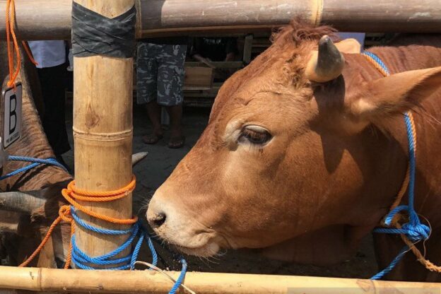 SAPI