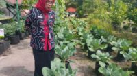 Petani