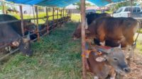 sapi kurban