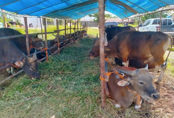 sapi kurban