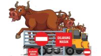 Sapi gagal masuk kotim