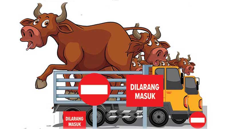 Sapi gagal masuk kotim