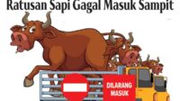 Sapi gagal masuk kotim