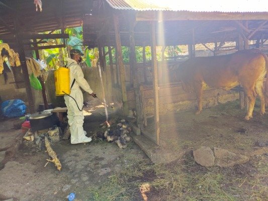 Pulang Pisau,pmk,sapi,daging sapi,berita pulang pisau hari ini,radar sampit