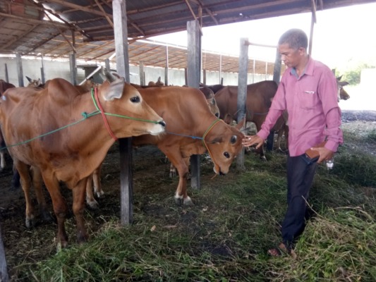 Salah satu penjual hewan kurban di Kota Sampit