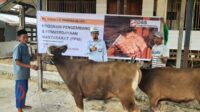 Sapi yang diserahkan PT Persada Makmur Sejahtera (PMS)