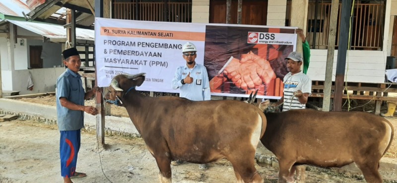 Sapi yang diserahkan PT Persada Makmur Sejahtera (PMS)