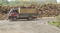 timbunan tandan buah segar kelapa sawit