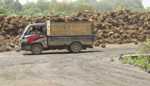 timbunan tandan buah segar kelapa sawit