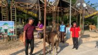 Bupati Sukamara Windu saat menerima bantuan sapi kurban