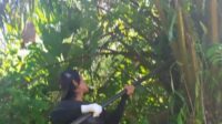pemanen sawit