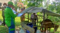 Desa Teluk Nyatu,Kecamatan Kurun,Kabupaten Gunung Mas (Gumas),pmk,penyakit mulut dan kuku,berita gunung mas hari ini,radar sampit hari ini