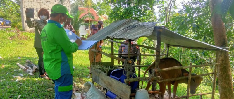Desa Teluk Nyatu,Kecamatan Kurun,Kabupaten Gunung Mas (Gumas),pmk,penyakit mulut dan kuku,berita gunung mas hari ini,radar sampit hari ini