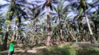 panen sawit