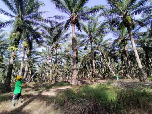 panen sawit