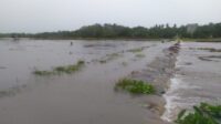 banjir sawah berambai