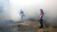 fogging dinkes kotim