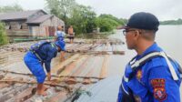 illegal logging