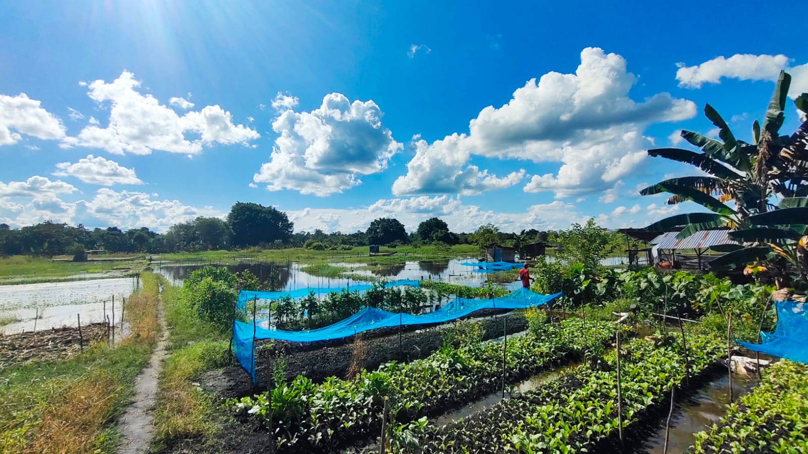 kebun sayur kebanjiran 2